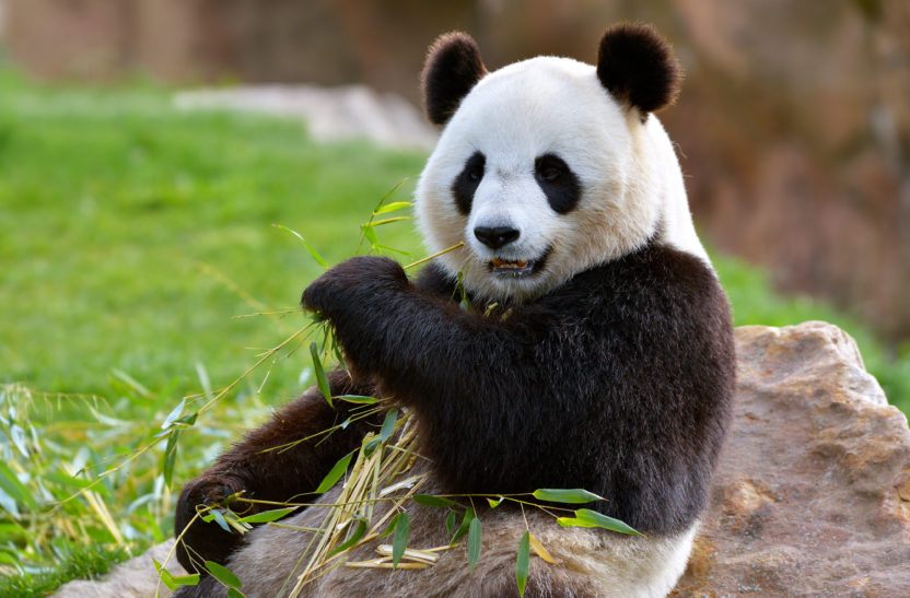 Panda Titelbild